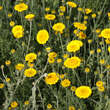 Anthemis tinct. 'Charme': Bild 2/3