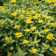 Rhodiola rosea: Bild 4/5