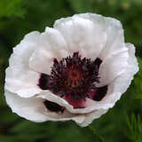 Papaver orientale 'Royal Wedding' - Orientalischer Mohn