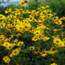 Heliopsis helianthoides 'Pitscheriana' - Sonnenauge