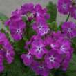 Primula sieboldii: Bild 2/3