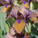 Iris pumila 'Gingerbread Man' - Zwerg-Schwertlilie