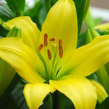 Lilium 'Yellow County' - Großblumige Gartenlilie