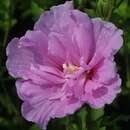 Hibiscus syriacus 'Lavender Chiffon' - Eibisch