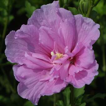 Hibiscus syr. 'Lavender Chiffon'