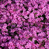 Phlox subulata 'Zwergenteppich' - Polsterphlox