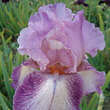 Iris germanica 'Rancho Rose': Bild 3/3