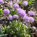 Primula denticulata 'Blaue Auslese' - Kugelprimel