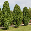 Carpinus betulus 'Columnaris' - Pyramiden-Hainbuche