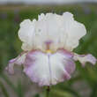 Iris germanica 'Lucky Locket': Bild 1/1