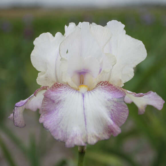 Iris germanica 'Lucky Locket': Bild 1/1 Iris germanica 'Lucky Locket': Bild 1/1
