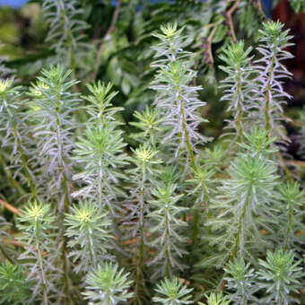 Myriophyllum aquaticum: Bild 4/5