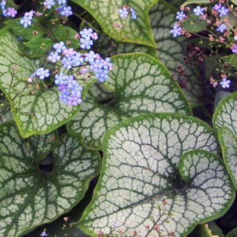 Brunnera macrophylla 'Jack Frost'