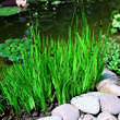 Juncus ensifolius: Bild 4/4