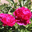 Paeonia lactifl. 'Paul M. Wild': Bild 1/1