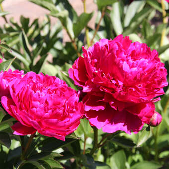 Paeonia lactifl. 'Paul M. Wild'