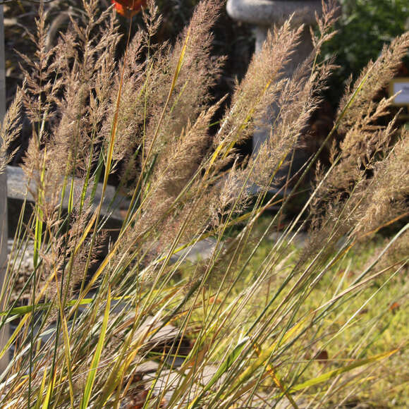 Calamagrostis brachytricha: Bild 3/6
