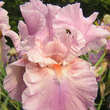 Iris germanica 'Camelot Rose': Bild 1/1