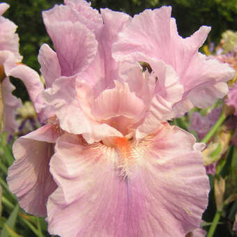 Iris germanica 'Camelot Rose'
