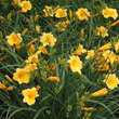 Hemerocallis 'Happy Returns': Bild 1/1