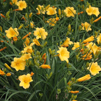 Hemerocallis 'Happy Returns'