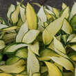 Hosta 'Orange Marmalade': Bild 5/7