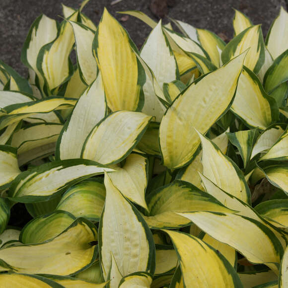Hosta 'Orange Marmelade': Bild 5/7 Hosta 'Orange Marmelade': Bild 5/7