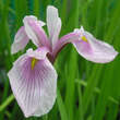 Iris ensata 'Fujijama': Bild 2/2