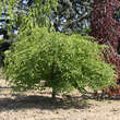 Fagus sylvatica 'Tortuosa': Bild 1/4