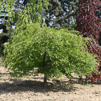 Fagus sylvatica 'Tortuosa'