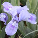 Iris pumila 'Blue Denim' - Zwerg-Schwertlilie