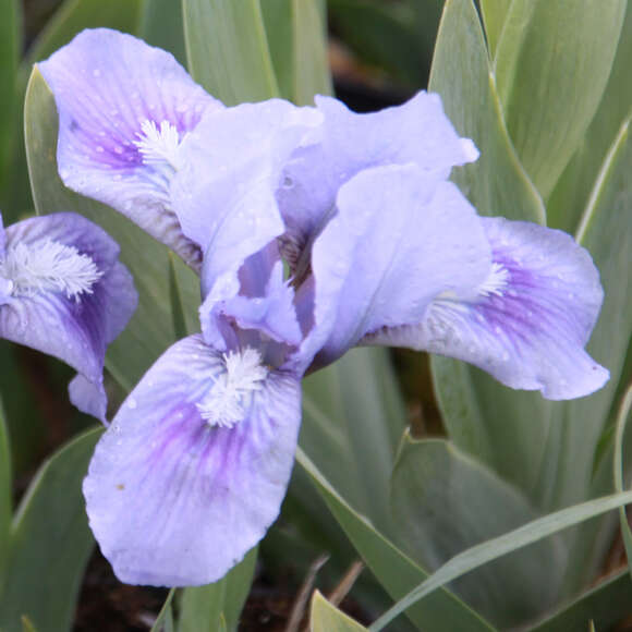Iris pumila 'Blue Denim': Bild 1/2 Iris pumila 'Blue Denim': Bild 1/2