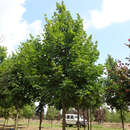 Europäischer Spitzahorn - Acer platanoides 'Eurostar'