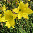 Hemerocallis 'Corky': Bild 2/2