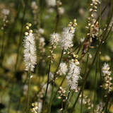 Actaea japonica 'Silver Dance' - Silberkerze