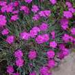 Dianthus grat. 'Baby Lom': Bild 3/3