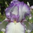Iris germanica 'Rosy Veil': Bild 1/1