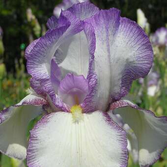 Iris germanica 'Rosy Veil'
