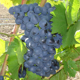 Vitis vinifera 'Königliche Esther'