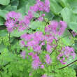 Thalictrum 'Black Stockings': Bild 2/4