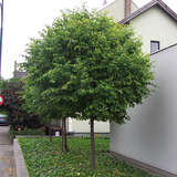 Tilia cordata 'Green Globe' - Kugel-Winterlinde