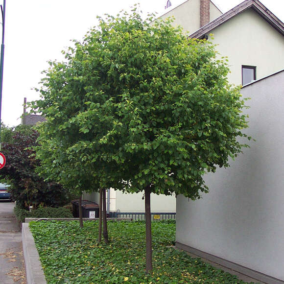 Tilia cordata 'Green Globe': Bild 1/1 Tilia cordata 'Green Globe': Bild 1/1