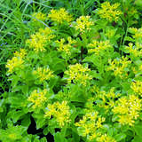 Sedum selskianum - Amur-Fetthenne