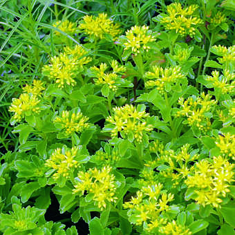 Sedum selskianum