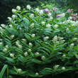 Smilacina racemosa: Bild 4/5
