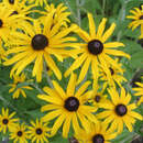 Rudbeckia fulgida deamii - Sonnenhut
