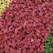 Heuchera 'Georgia Peach': Bild 2/5