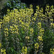 Thermopsis chinensis: Bild 1/1