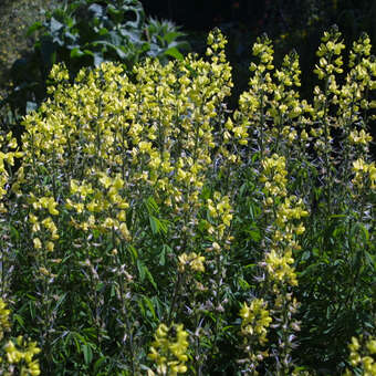 Thermopsis chinensis