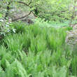 Matteuccia pensylvanica: Bild 2/8